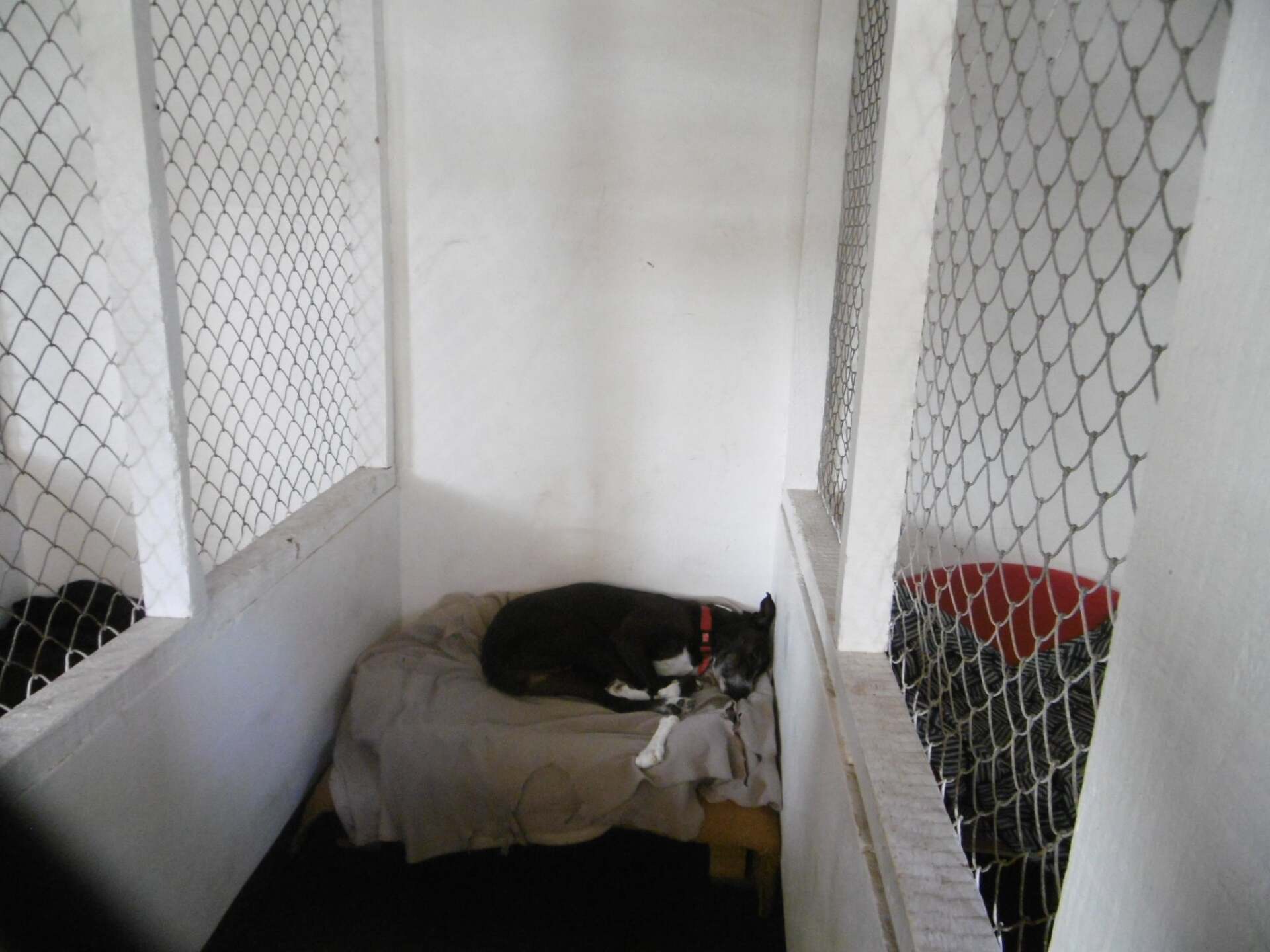 Kennel Waikato, NZ Brackendell Boarding Kennels & Cattery