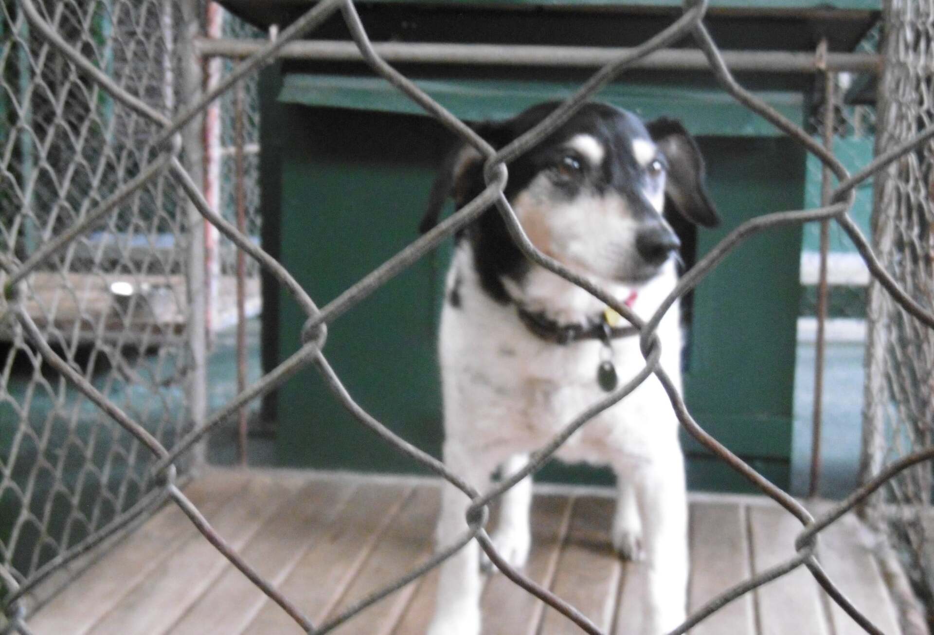 Kennel Waikato, NZ Brackendell Boarding Kennels & Cattery