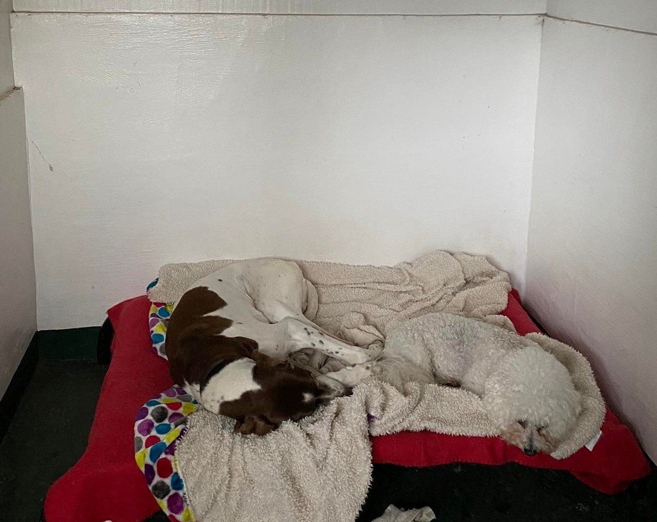 Kennel Waikato, NZ Brackendell Boarding Kennels & Cattery