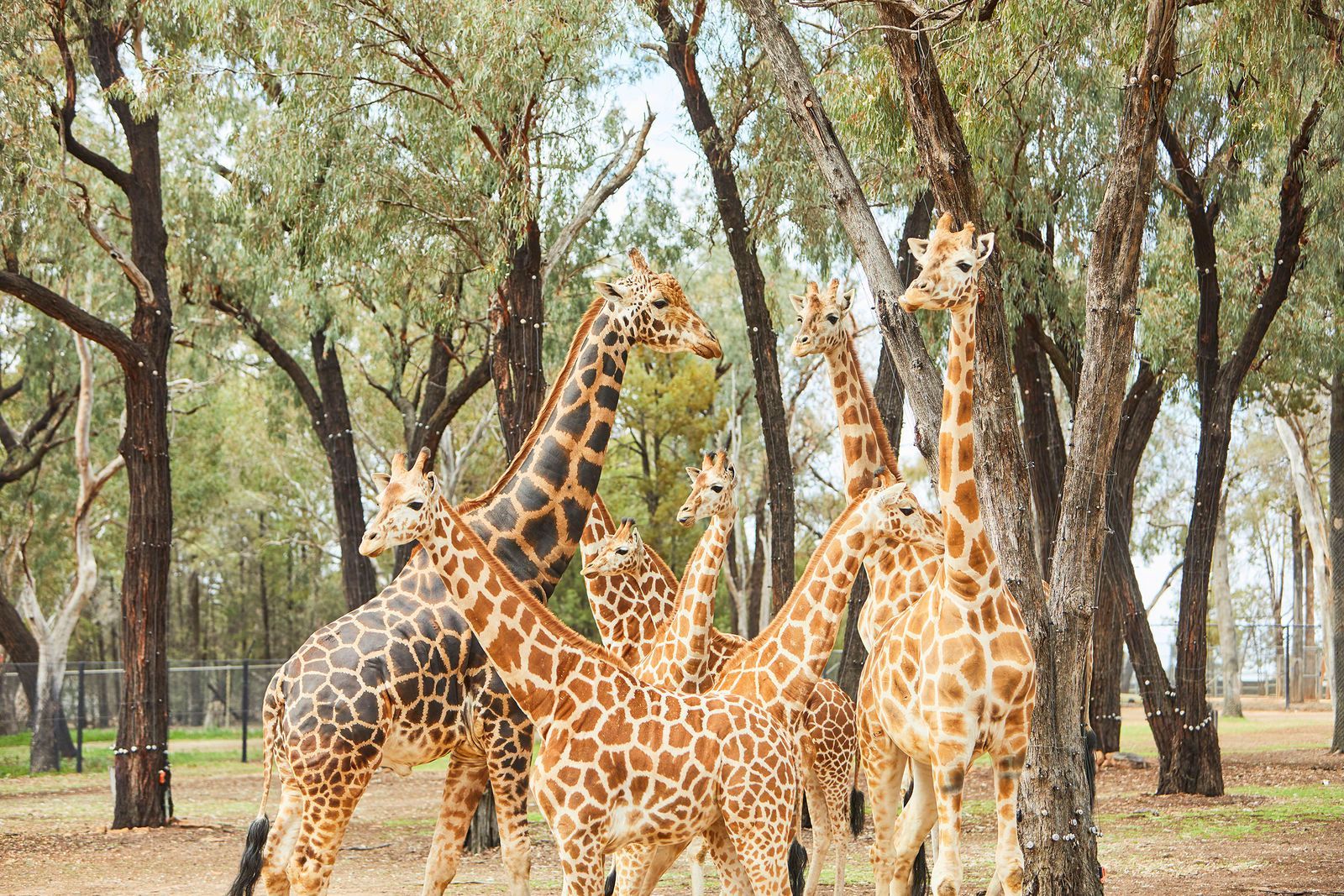 A herd of giraffes standing next to each other in a forest.
