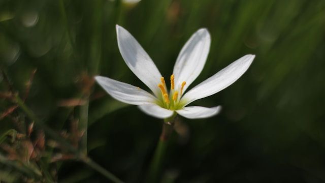 cremation services Amboy, IL