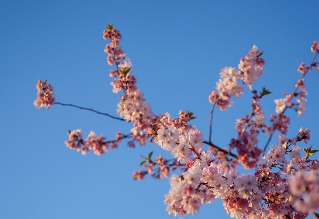 Pink cherry blossoms on branches against clear blue sky, cremation services Amboy, IL