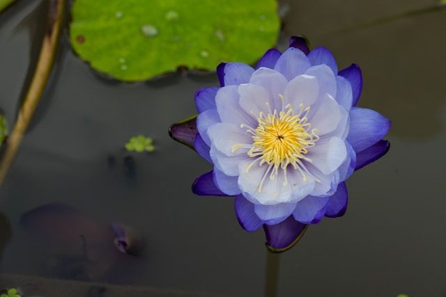 Purple and white water lily blooming on calm pond surface, cremation services Fulton, IL