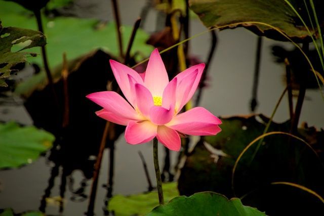 funeral homes Amboy, IL