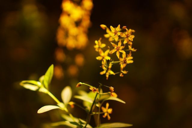 Small yellow flowers in warm sunlight with soft background, symbolizing remembrance, funeral homes F