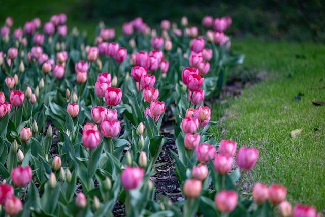 Pink tulips blooming in garden bed with green lawn, symbolizing remembrance, funeral homes Morrison,