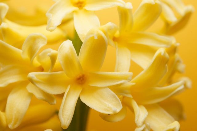 Close-up soft yellow flowers with delicate petals against warm background, funeral homes Amboy, IL