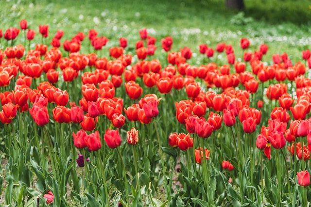Field of vibrant red tulips in full bloom with lush green surroundings, funeral homes Fulton, IL
