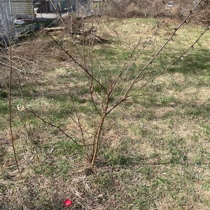 junk removers near me
