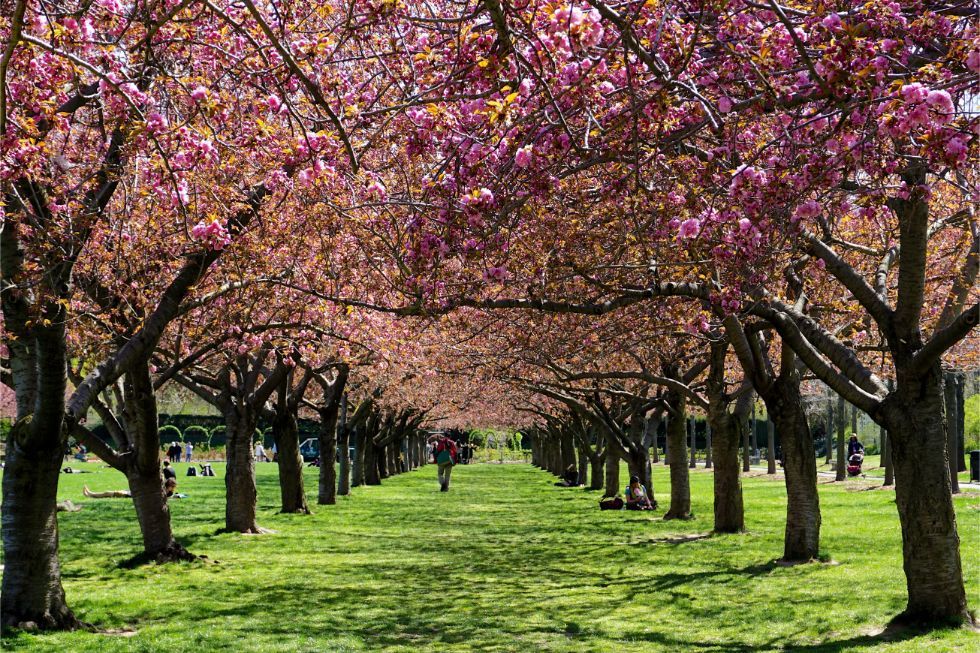 viale di alberi di ciliegio americano