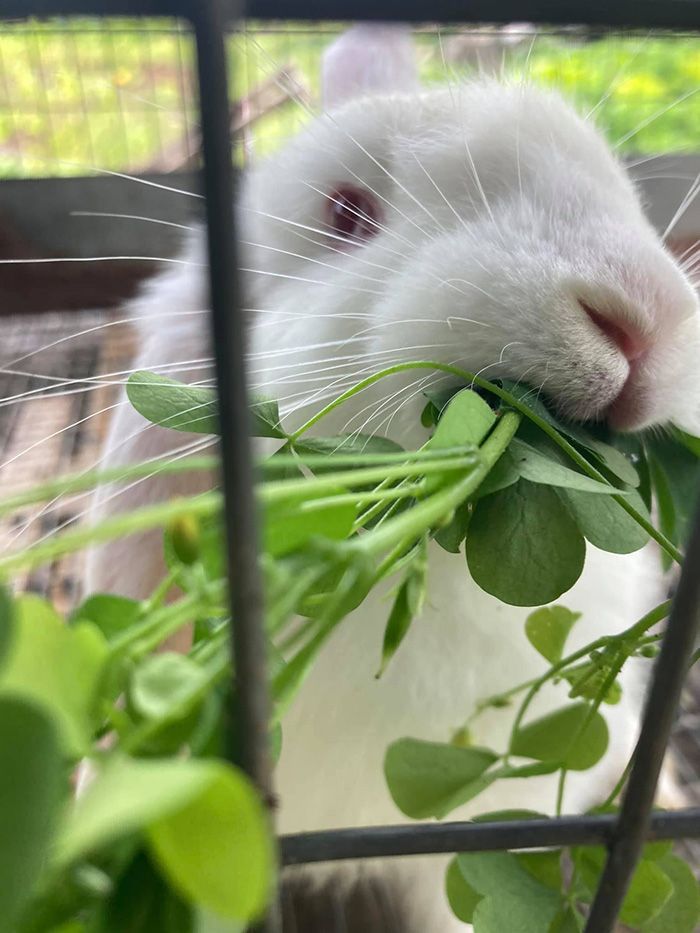 white bunny chewing on leaves