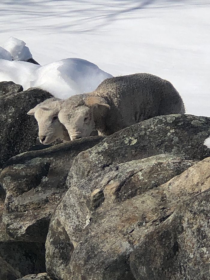sheep in the snow behind a rock