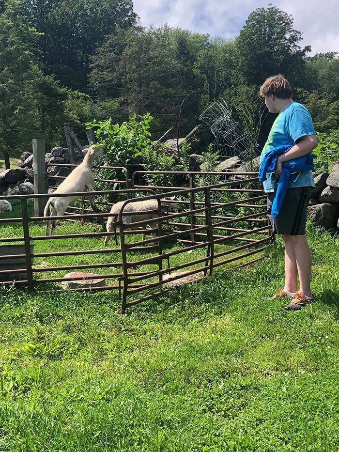 boy feeding goats