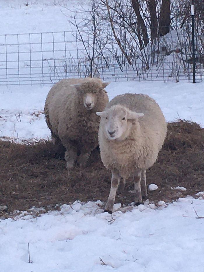 two sheep in the snow by a fence
