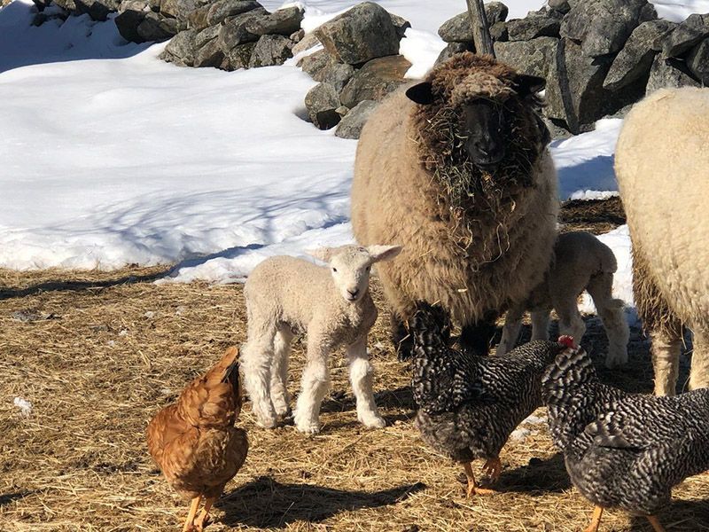 mom sheep and baby