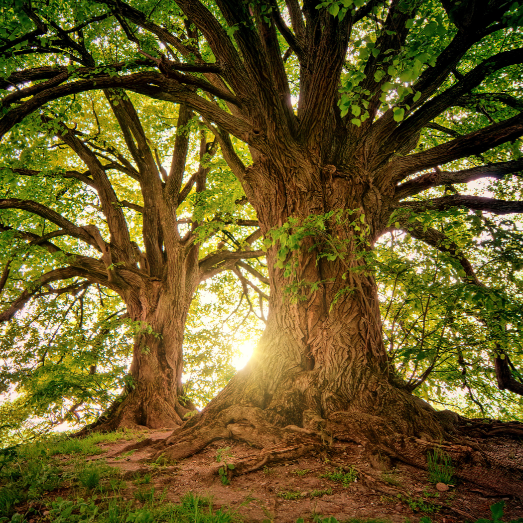 Two large trees with thick, textured trunks; sunlight streams through their green leaves.