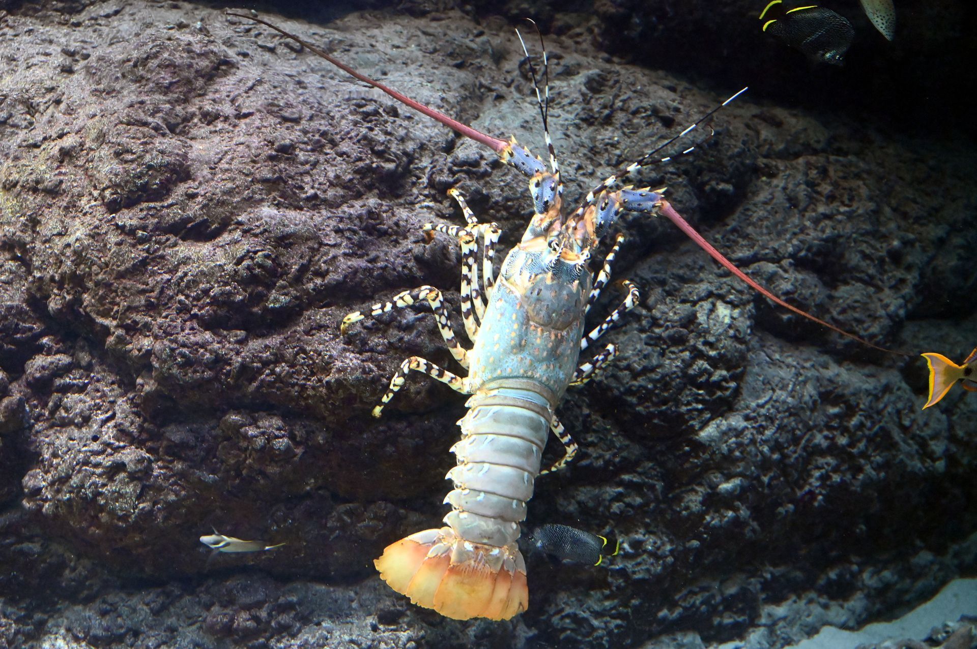 A lobster is crawling on a rock in the water
