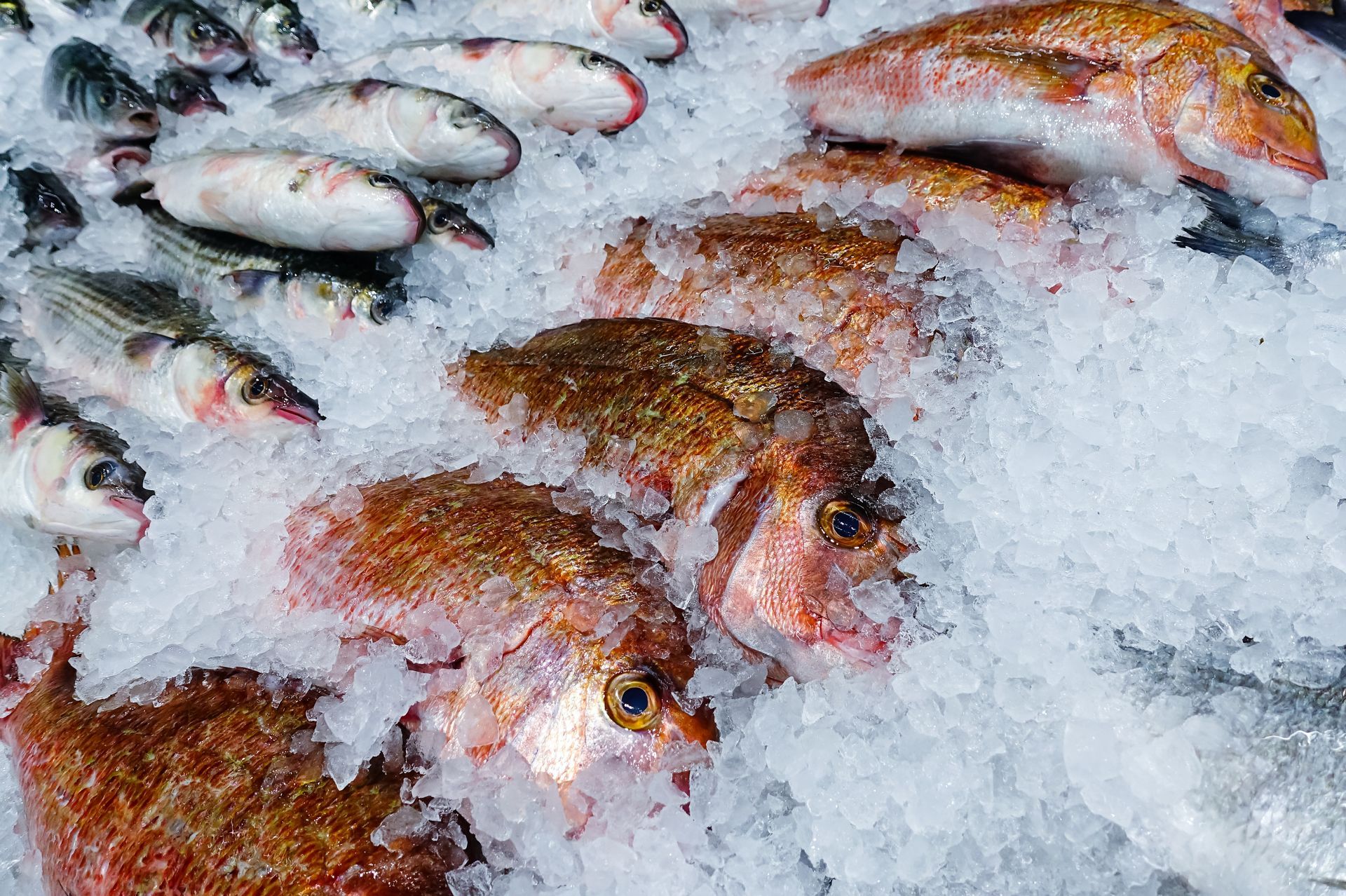 A bunch of fish are sitting on top of ice.