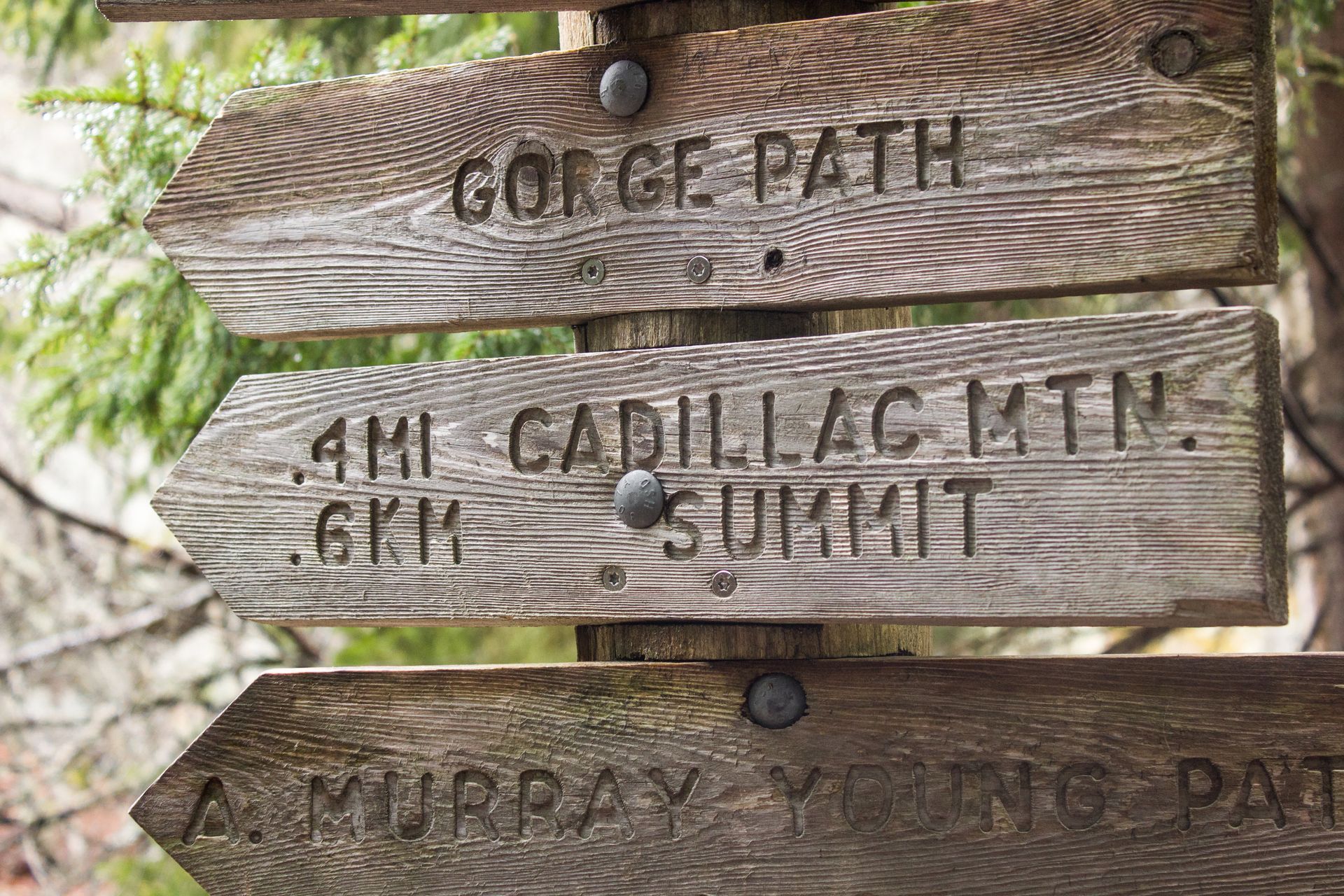 Wooden trail signs point toward Gorge Path, Cadillac Mtn. Summit, and Murray Young Path.