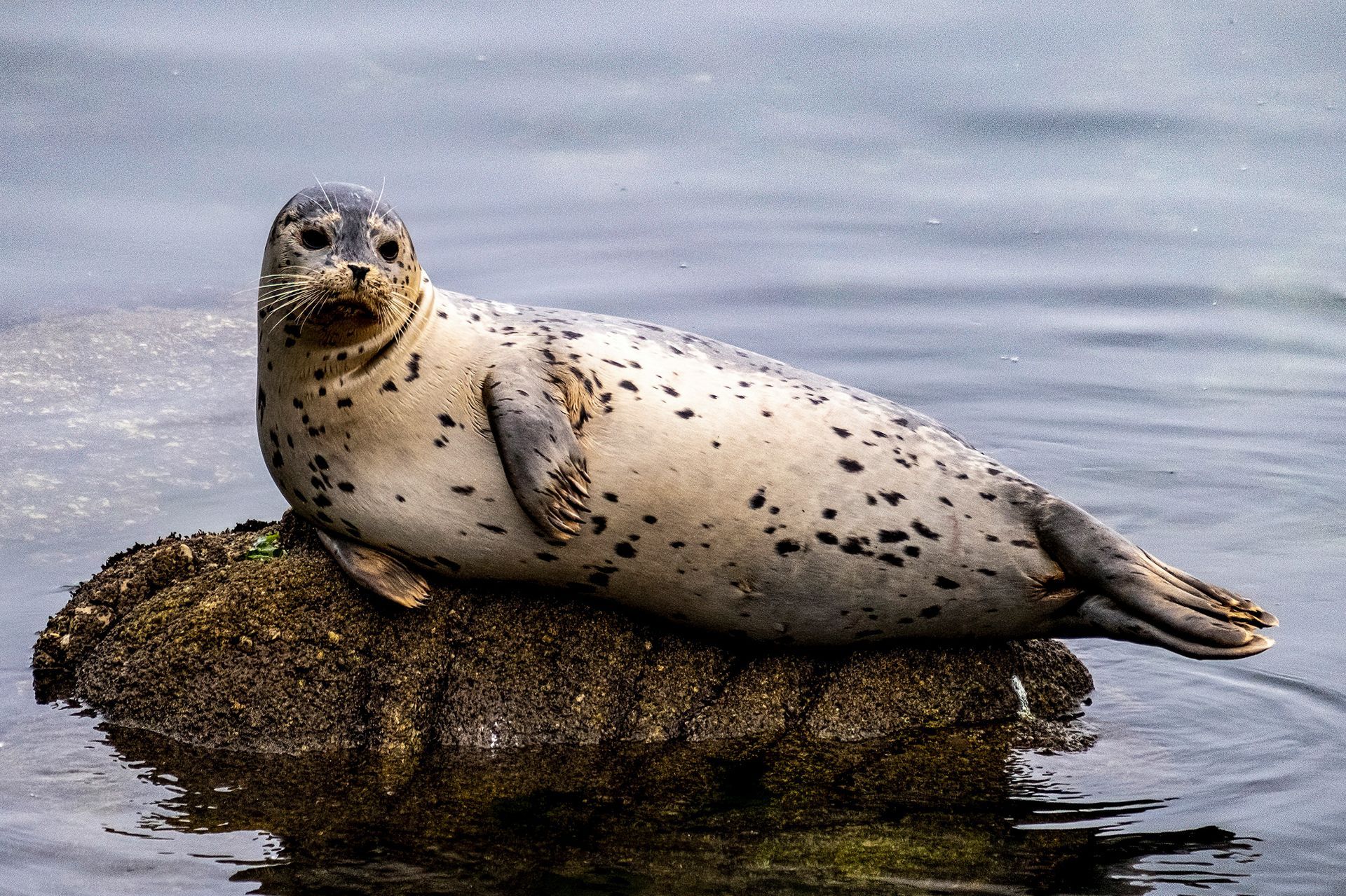A harbor seal with a spotted coat rests on a mossy rock near the water. It looks directly at the camera.