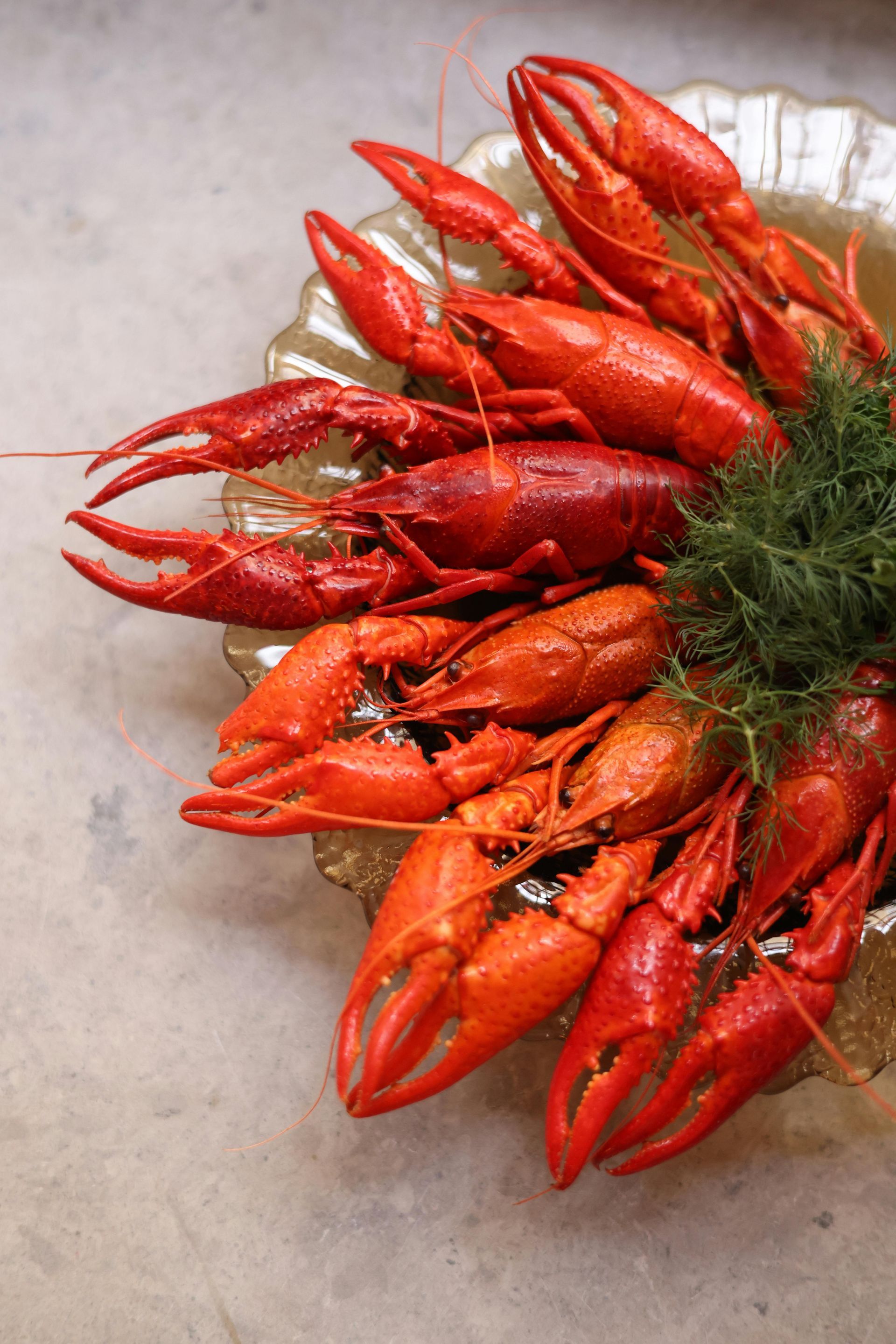 A plate of cooked crayfish with dill on a table.