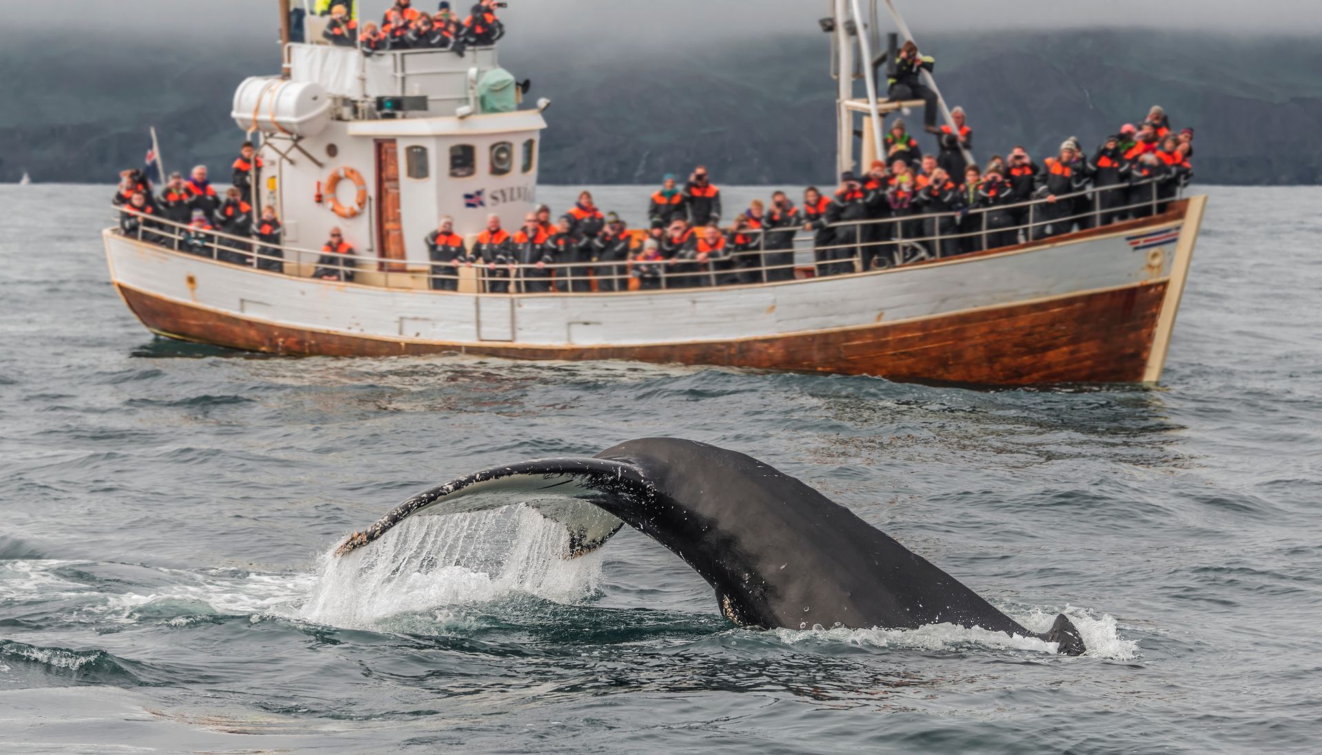 Humpback whale tail in the air beside a boat filled with people wearing orange life vests.