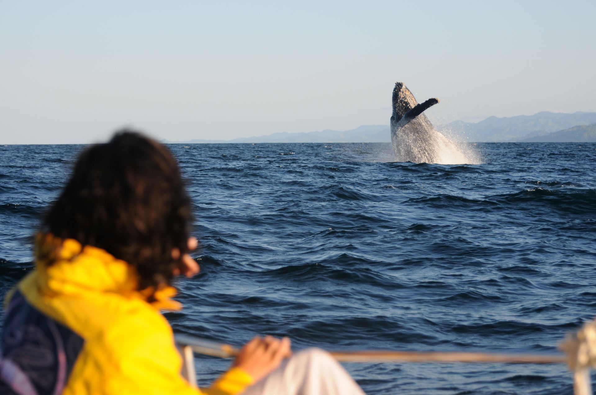 Person on boat watches a whale breach out of the ocean; whale is dark gray, person wears a yellow jacket.