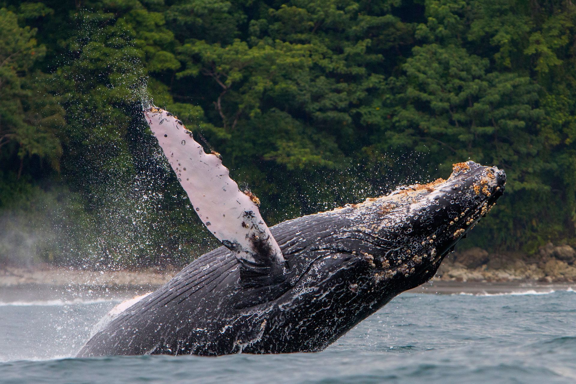 Humpback whale breaching, showing its massive body and flipper against a backdrop of green trees and water.