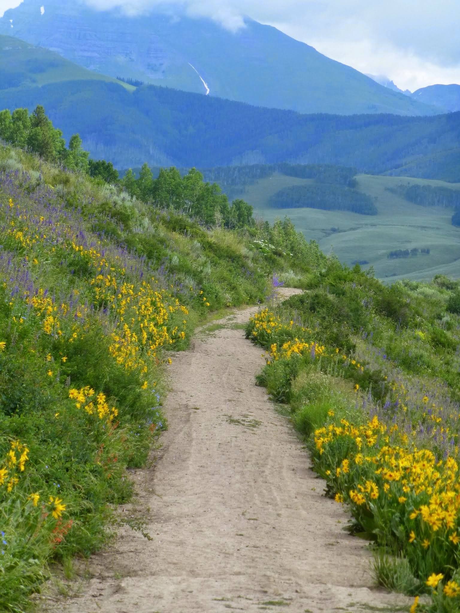 Spring flowers and a path.