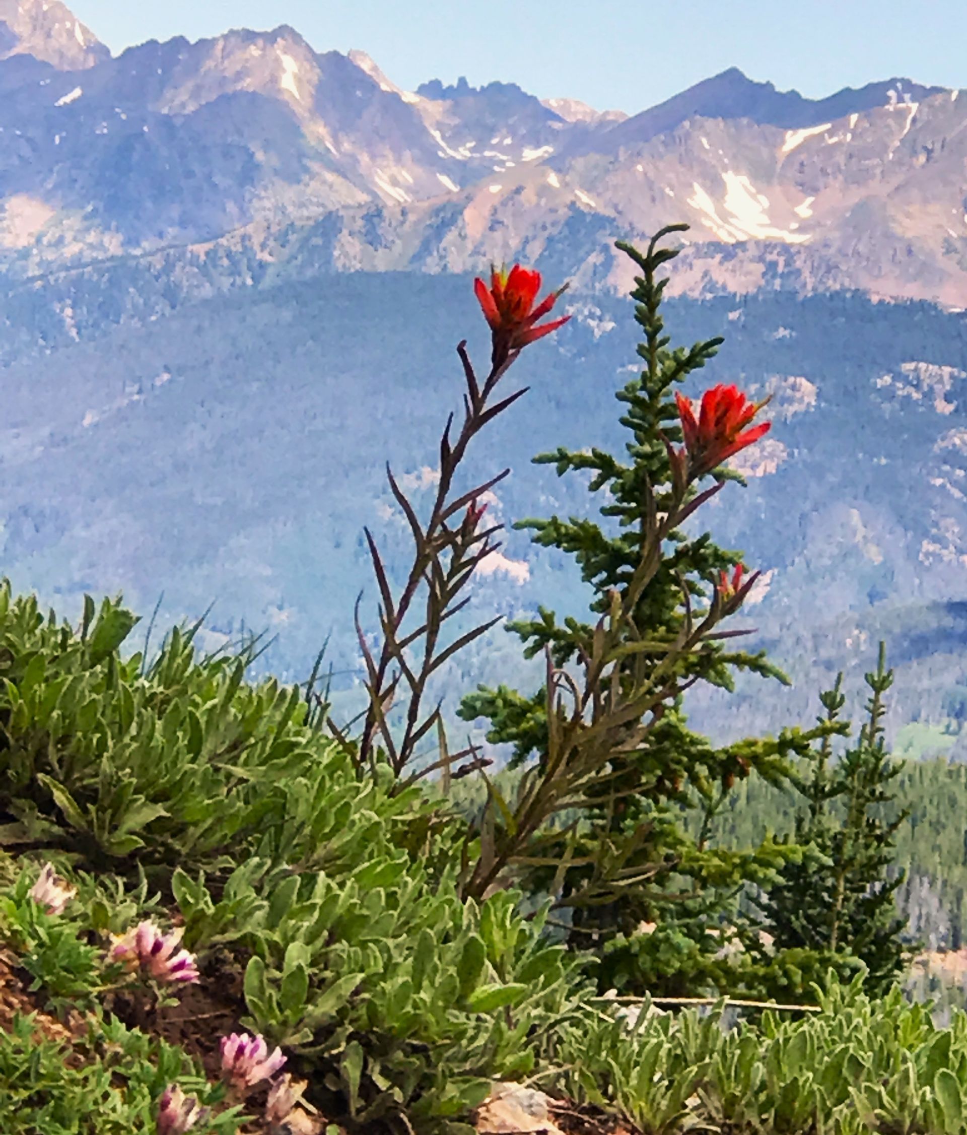 Flowers with mountains in the background