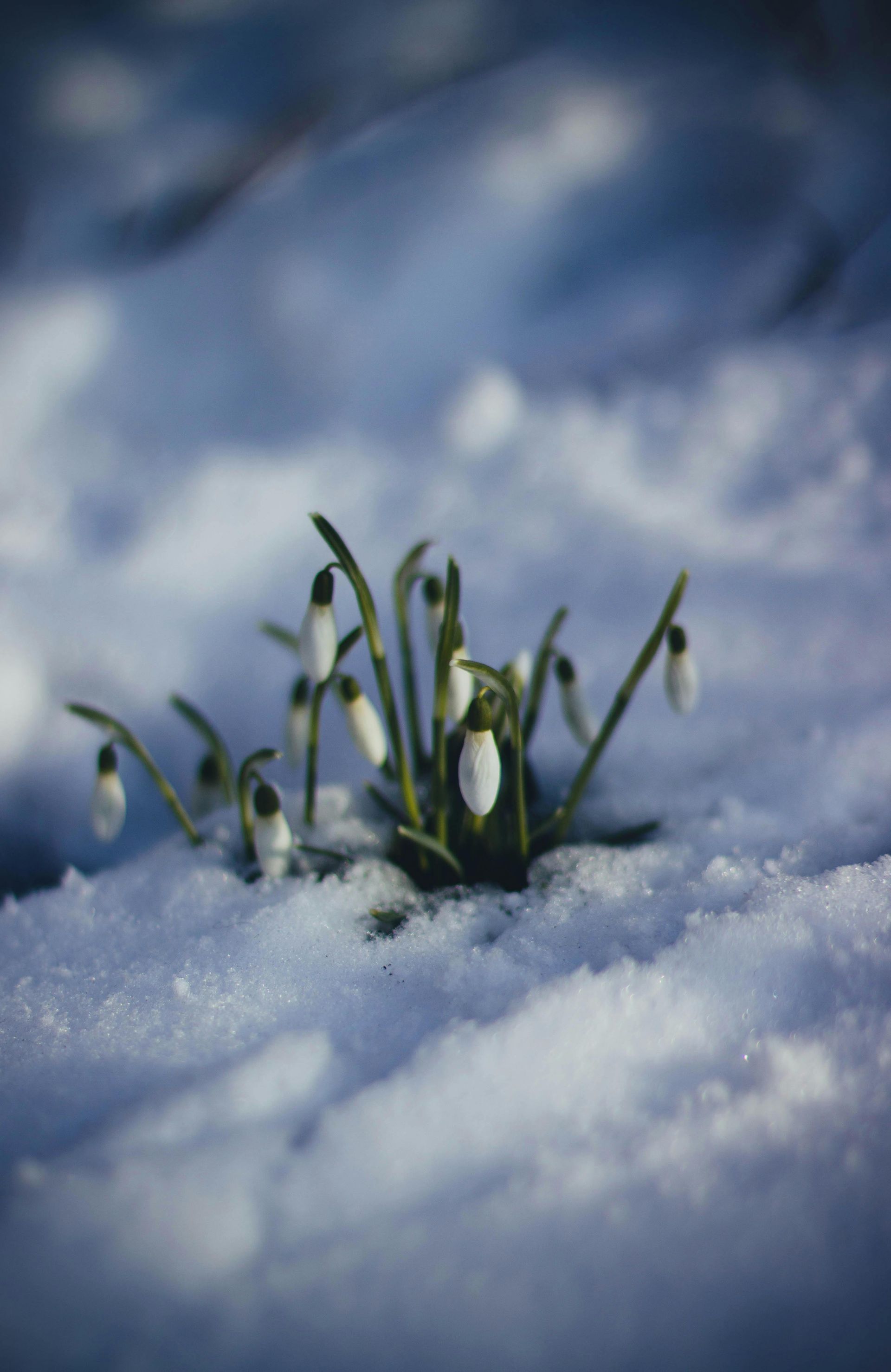 Snowdrops blooming through the snow, white flowers with green stems, cold winter scene.
