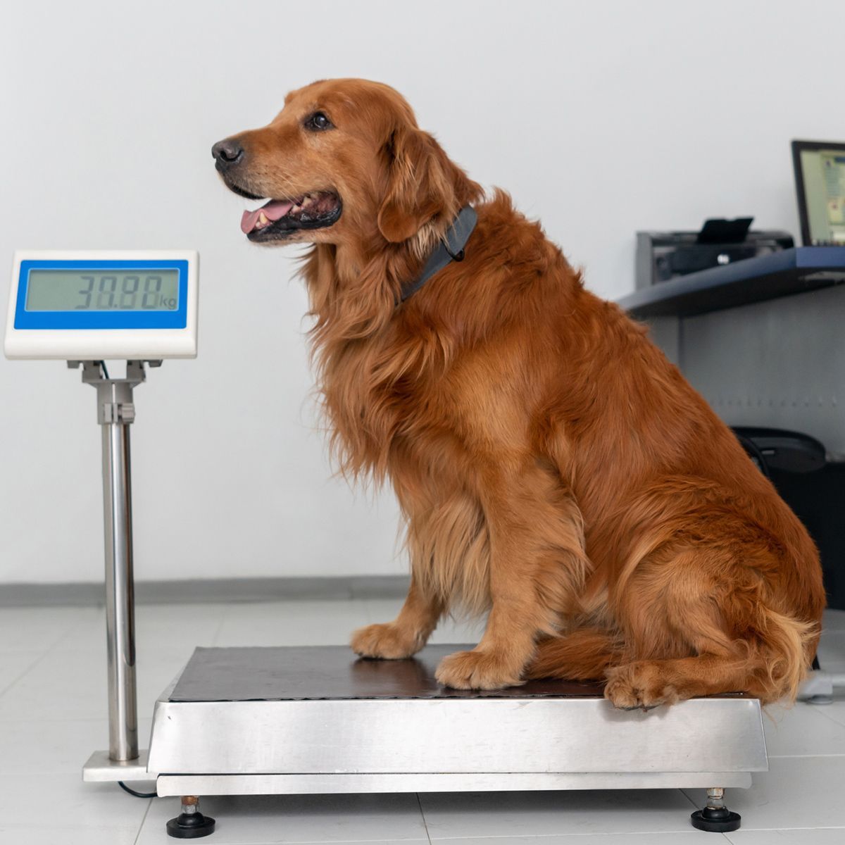 Checking the Weight of Dog — Clovis, CA — Alta Animal Hospital