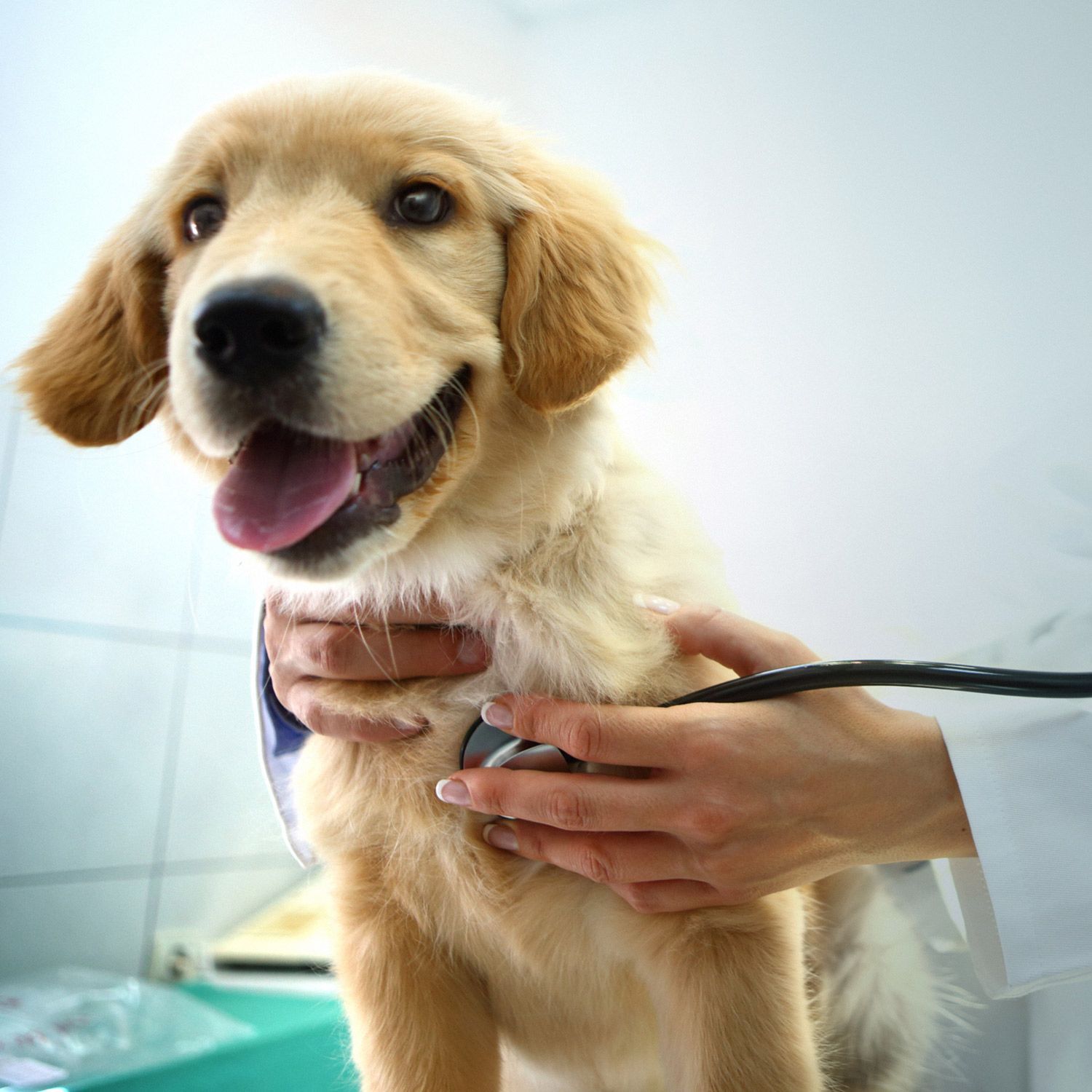 Dog in Animal Hospital — Clovis, CA — Alta Animal Hospital