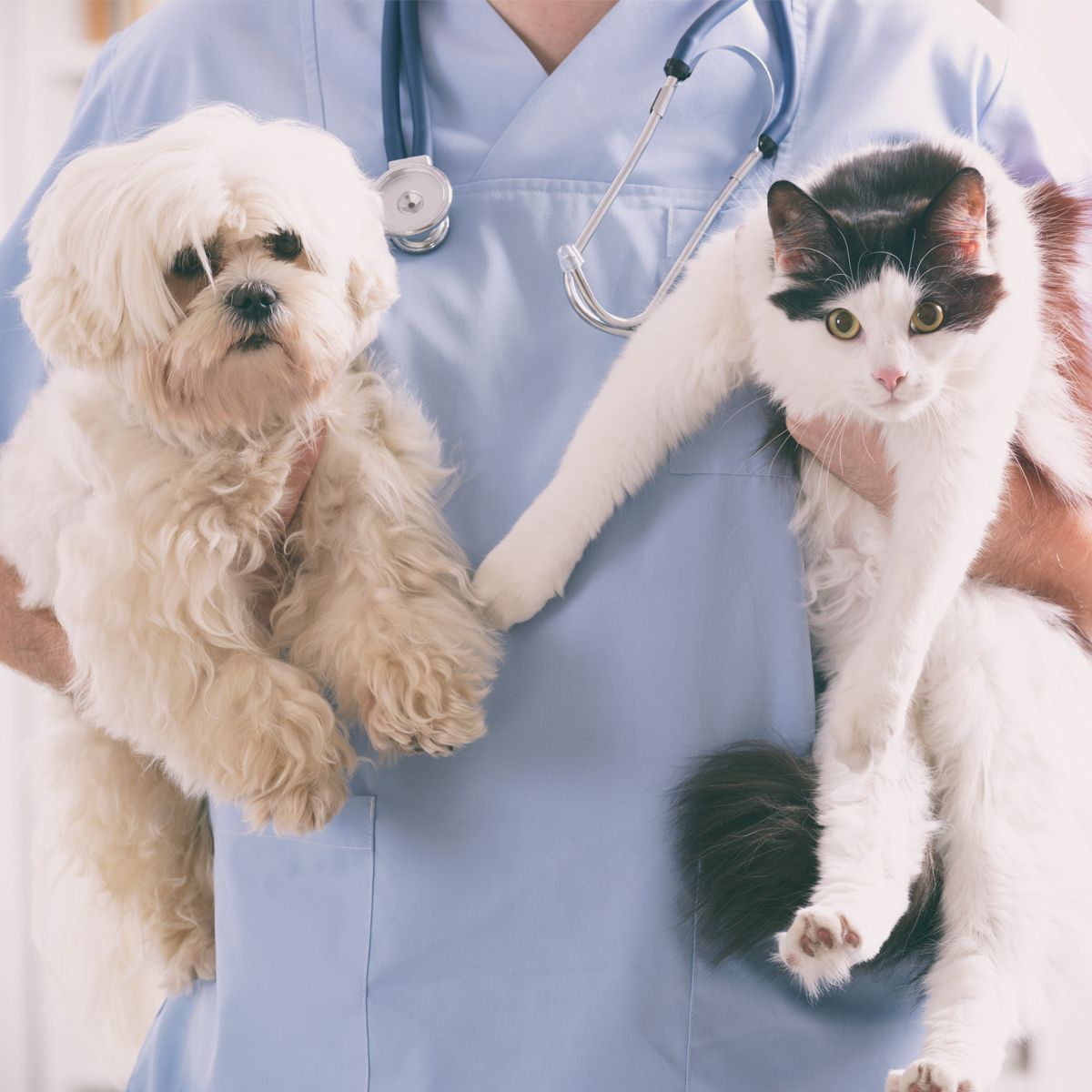 Veterinarian Carrying Dog and Cat — Clovis, CA — Alta Animal Hospital