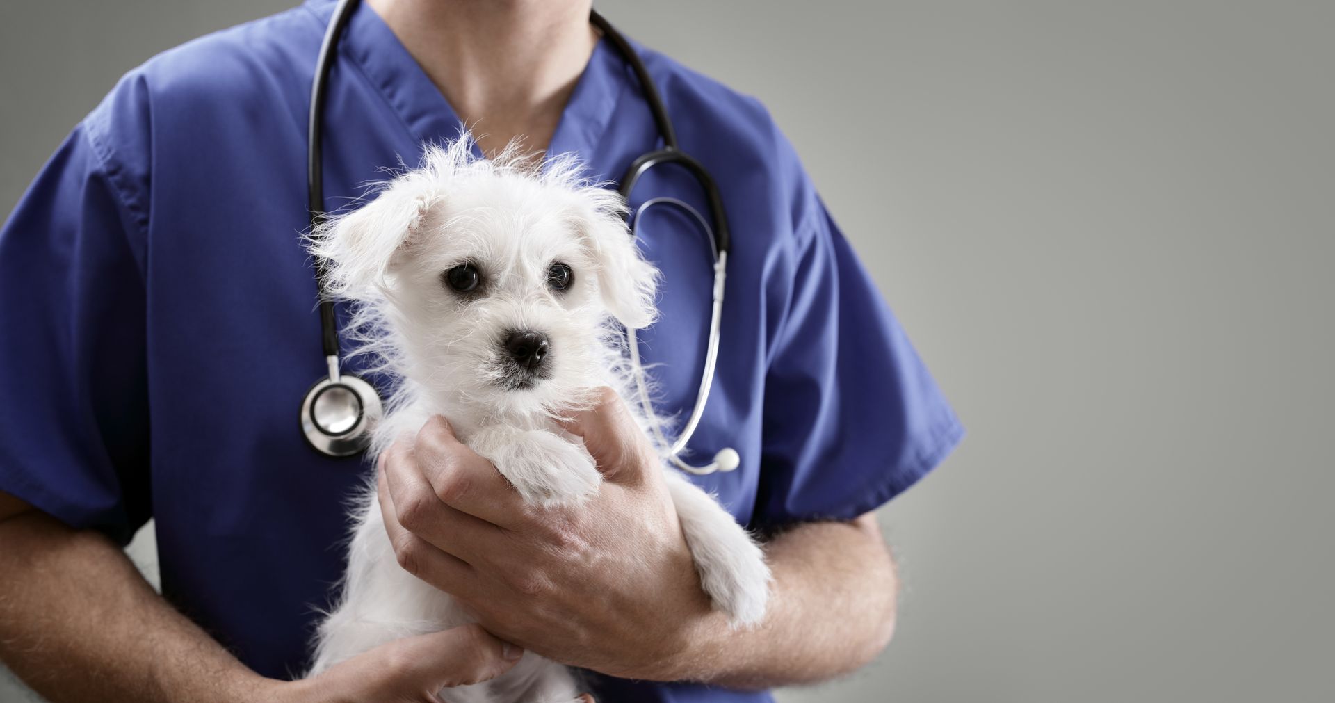 Veterinarian in blue scrubs holds white puppy, showing animal hospital services in Fresno, CA, by Alta Animal Hospital.