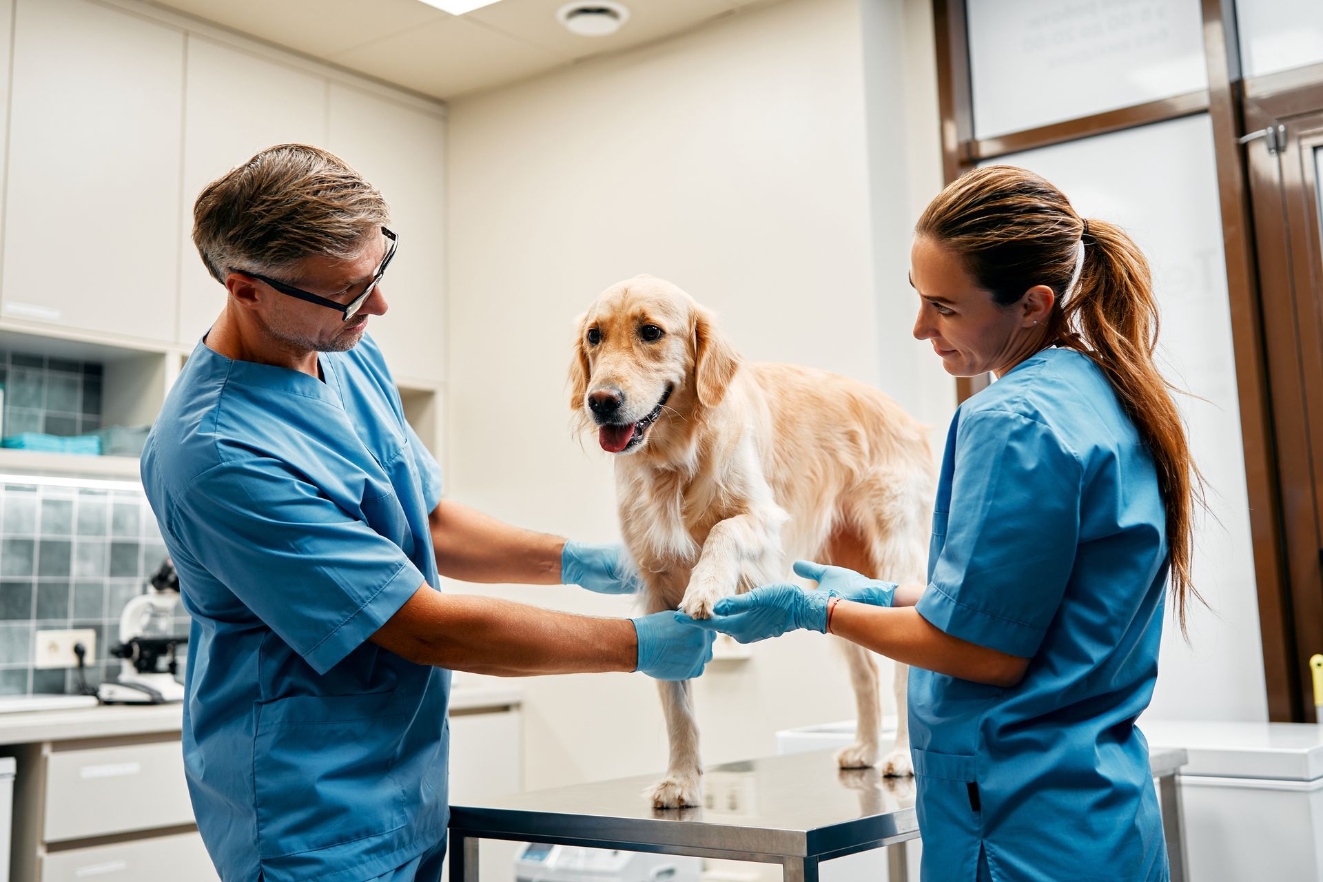 Veterinary doctors conduct a routine examination of a dog.