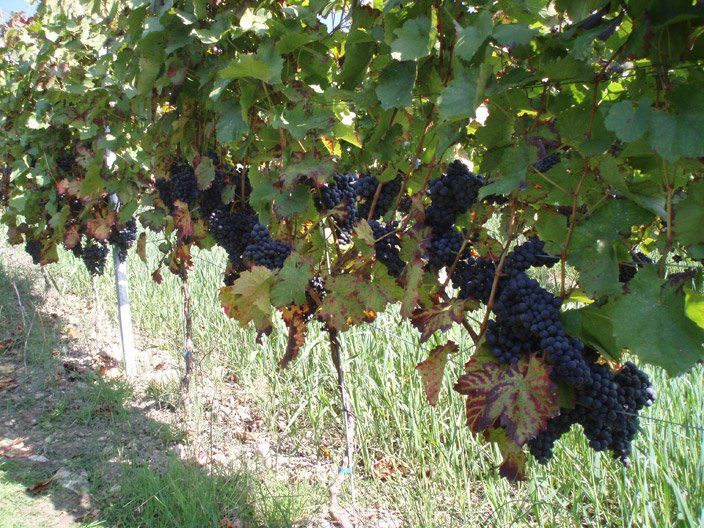 Eine Weintraube, die an einem Weinstock auf einem Feld hängt