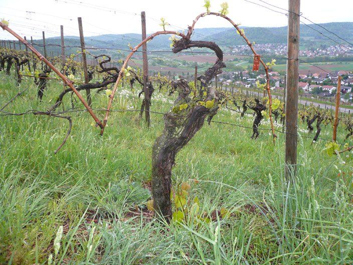 Ein Weinberg mit einem Baum in der Mitte