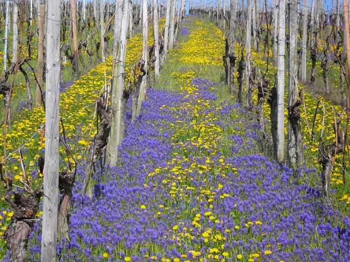 Ein Feld mit violetten und gelben Blumen in einem Weinberg