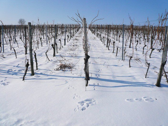 Ein verschneiter Weinberg mit Fußspuren im Schnee