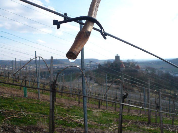 In einem Weinberg ist ein Holzstab an einem Draht befestigt
