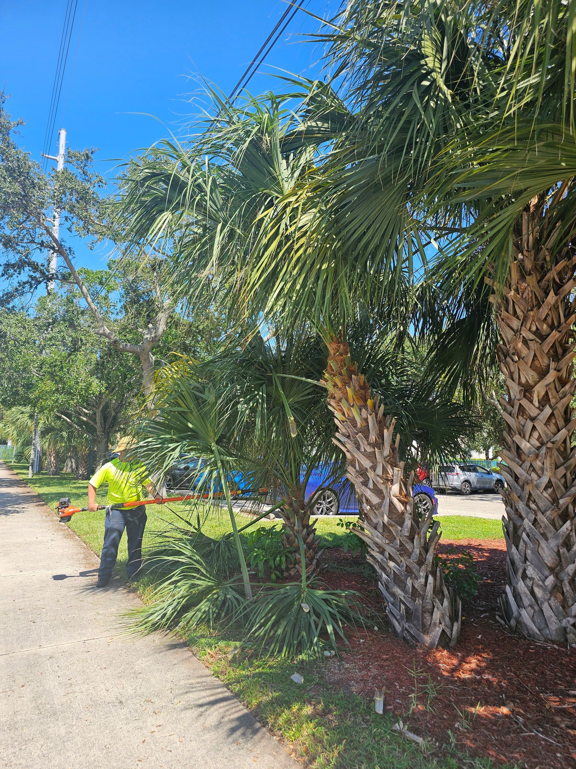 A man is trimming a palm tree on the side of the road.