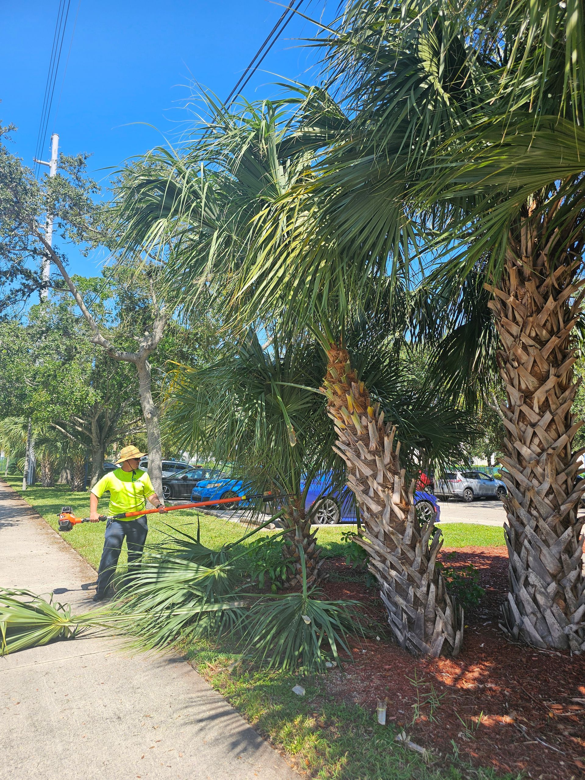 A man is cutting a palm tree with a lawn mower.