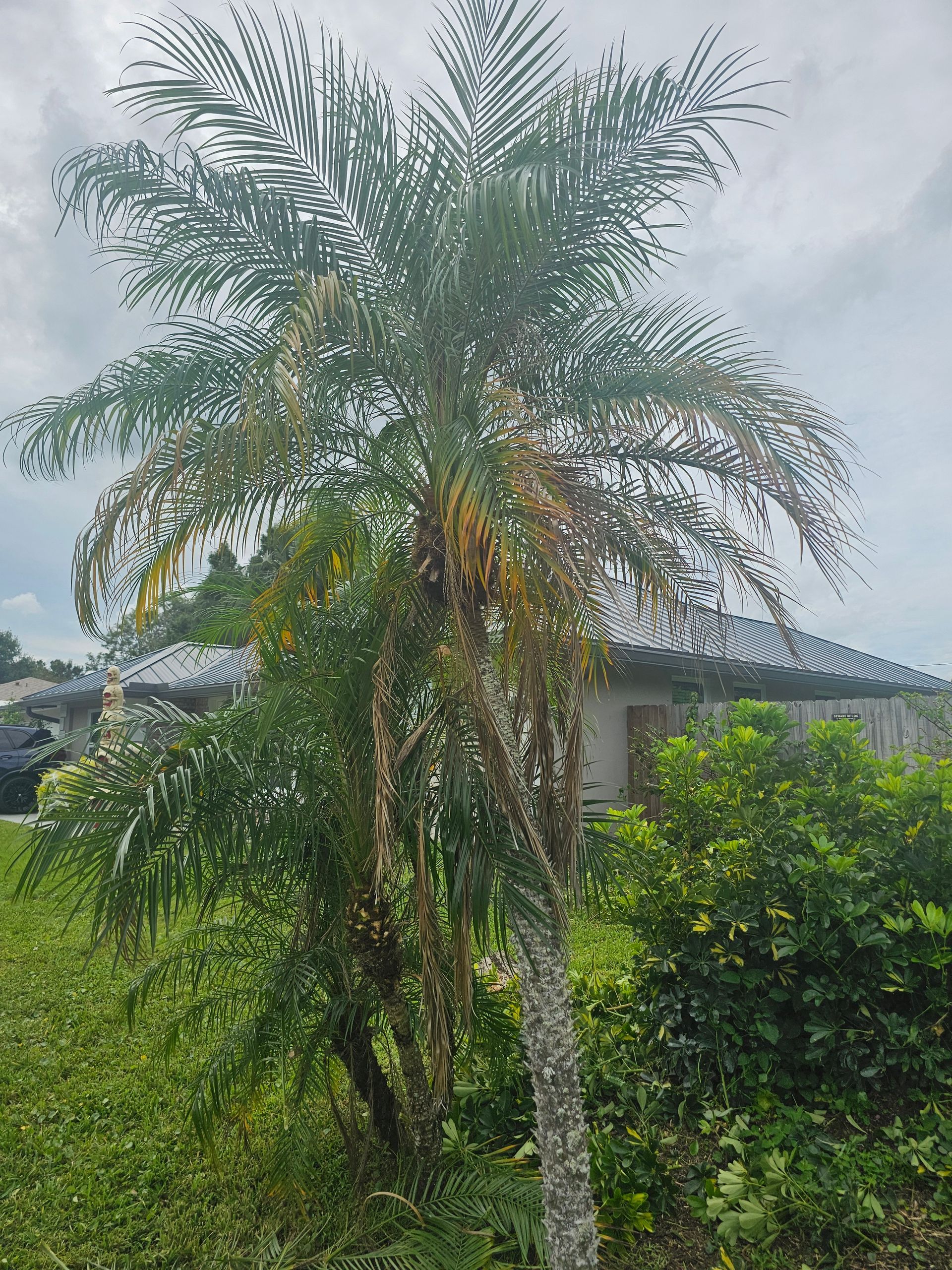 A palm tree is growing in front of a house.
