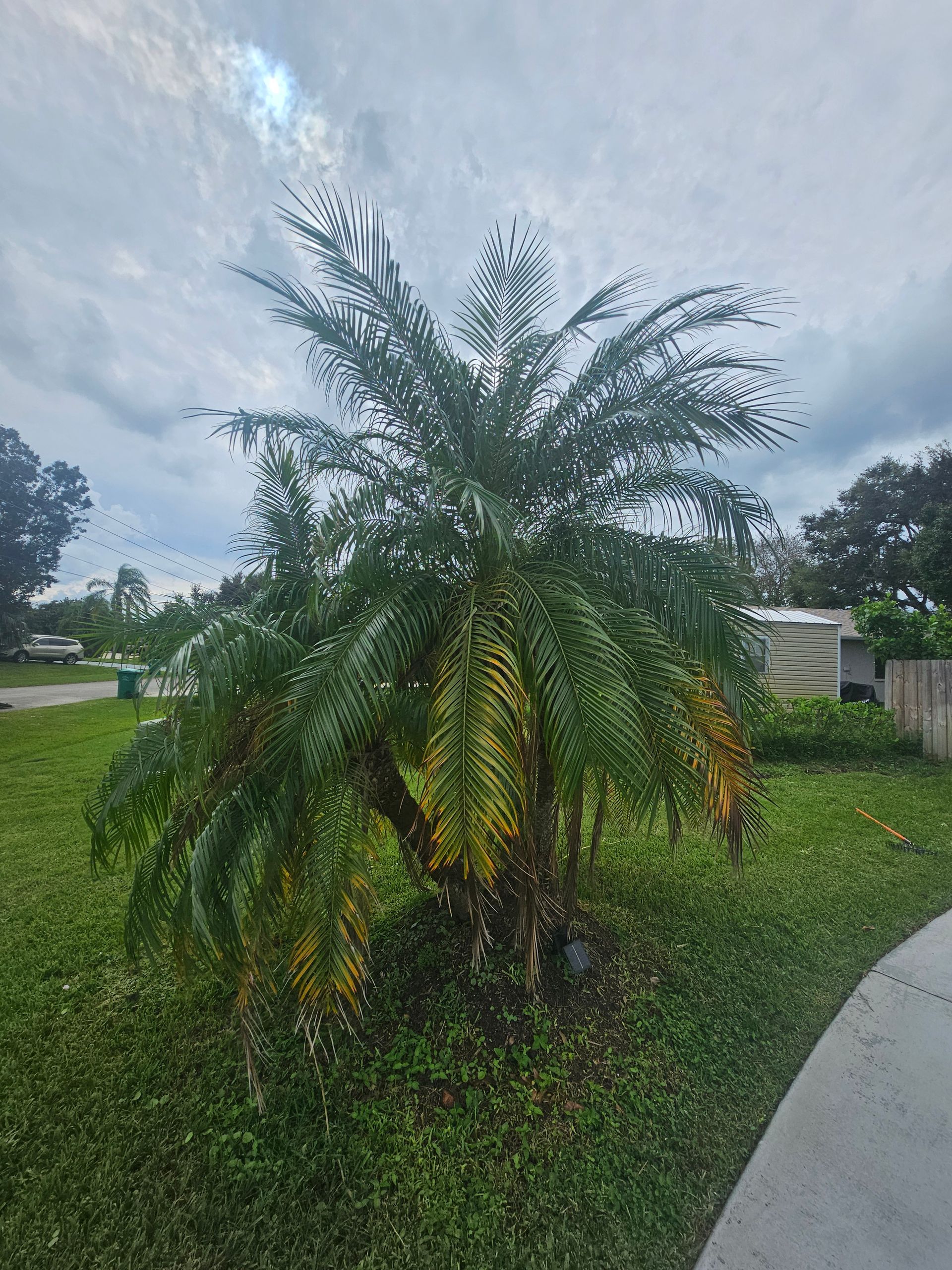 A palm tree is growing in the middle of a lush green field.