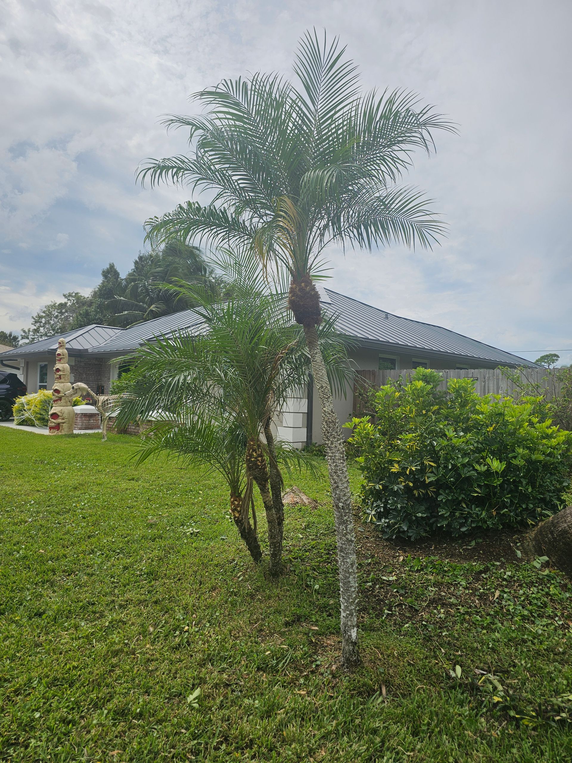 A palm tree in a yard in front of a house.