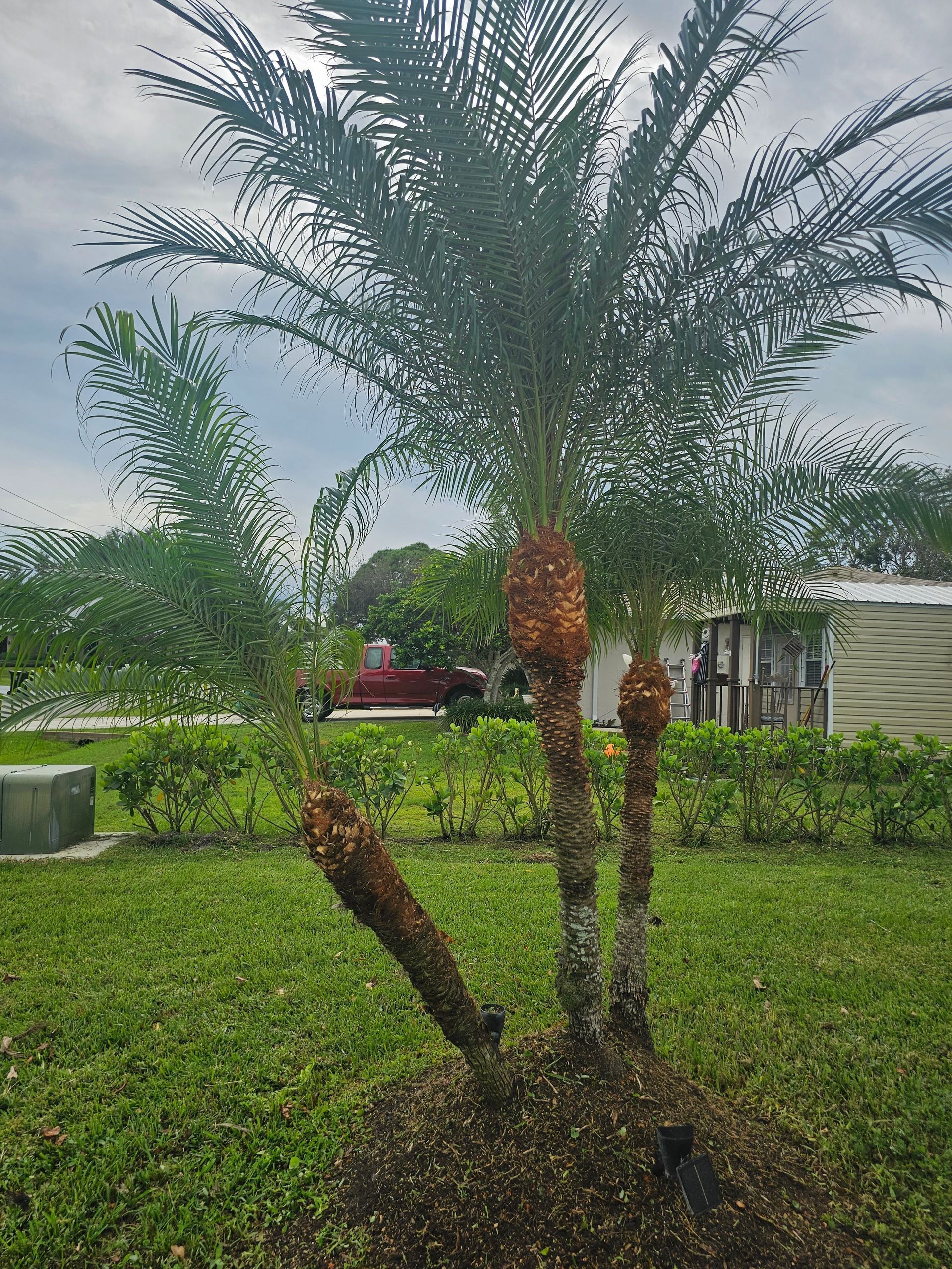A palm tree in a yard with a house in the background.