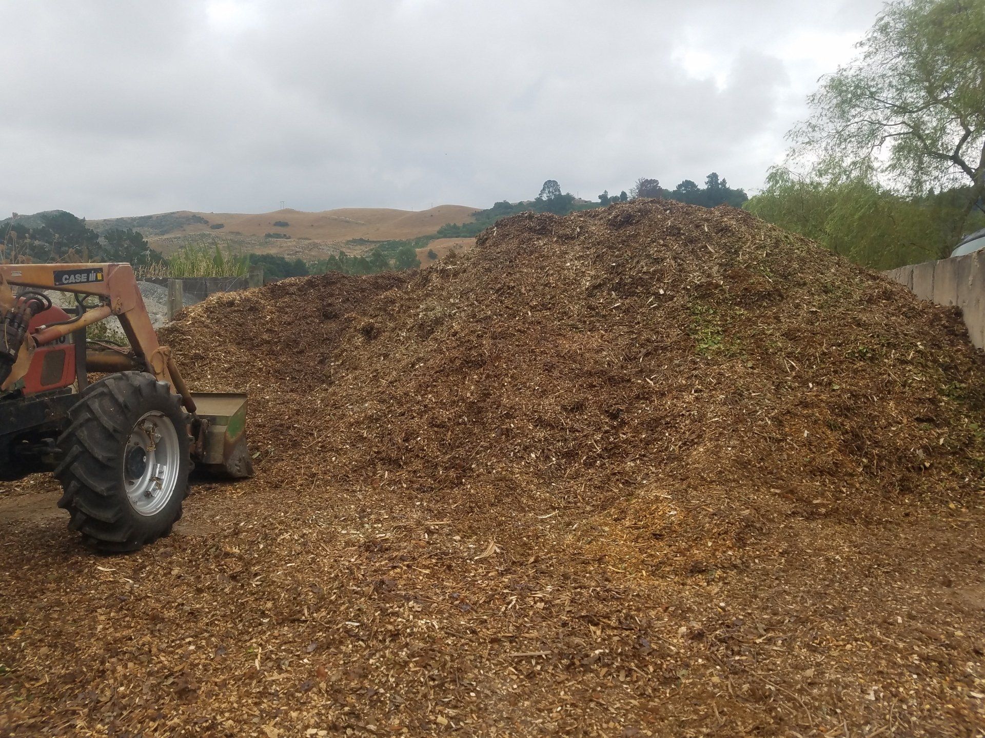 A tractor is driving past a large pile of wood chips.