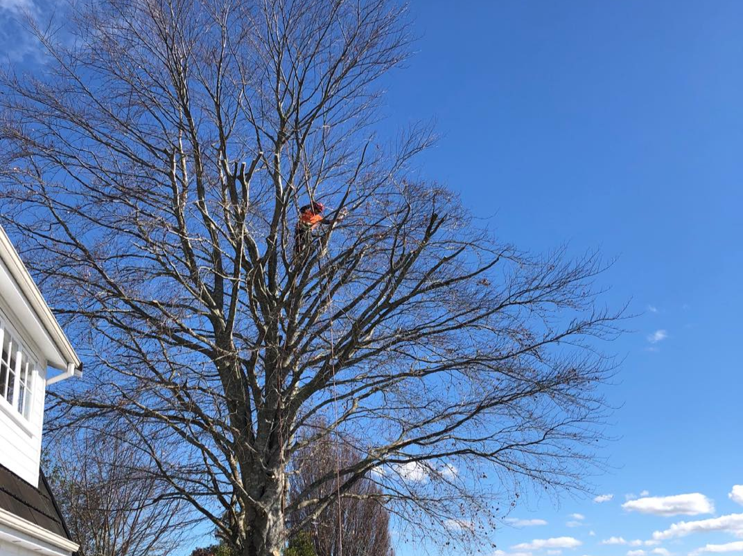 A man is climbing a tree in front of a house.