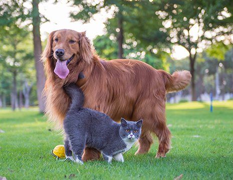 Pet Handler — Cat and Dog Playing on Grass in Montana City, MT